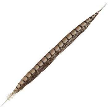 FFGene Plumas de cola de faisán de Lady Amherst