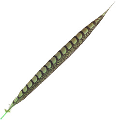 FFGene Plumas de cola de faisán de Lady Amherst