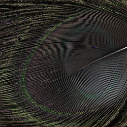 Hareline Peacock Eyed Stick