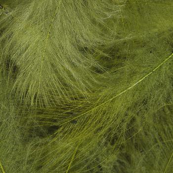 FFGene CDC Colors Selected One by One