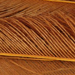 Plumas espada de cola de pavo real blanqueadas FFGene
