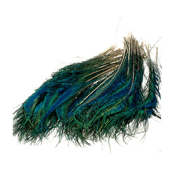 FFGene Plumas en forma de espada de la cola de pavo real