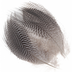 Wapsi plumas barradas del flanco de cerceta