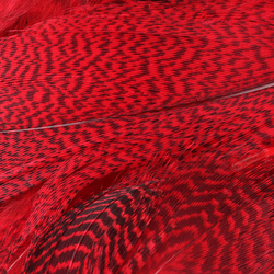 Hareline plumas del flanco de cerceta