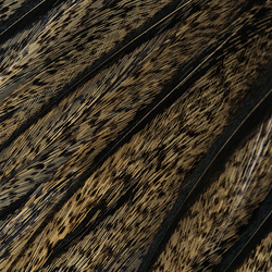pluma Coq de Leon