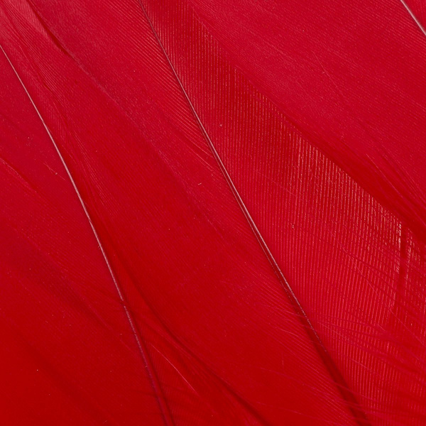 FFGene Plumas escapulares de ganso
