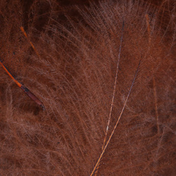FFGene paquete Jambo de plumas CDC de oca - 1 gr