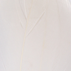 Hareline Plumas seleccionadas del hombro de oca
