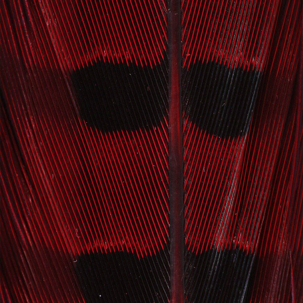 Hareline Ringneck Pheas. Tail Feathers