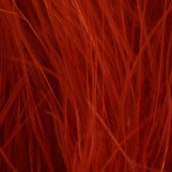 Marabú Blood Quill FFGene (10-12 cm)