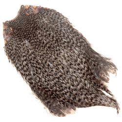 Cuello de gallo FFGene India, clase Top