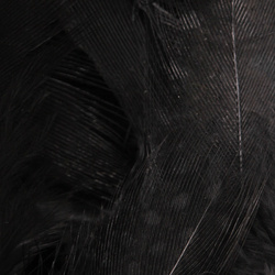 Wapsi plumas del cuerpo de pintada
