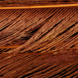 Plumas espada de cola de pavo real blanqueadas FFGene