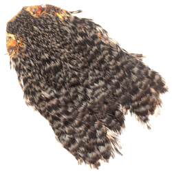 Cuello de gallina FFGene India