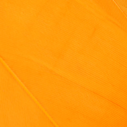 Wapsi Goose Shoulders