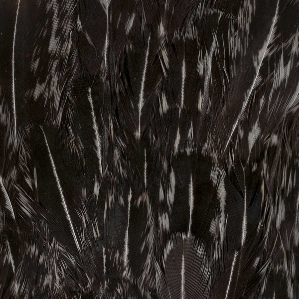 FFGene India Hen Speckled Saddles