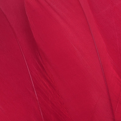 FFGene Hombros de ganso