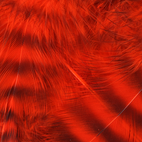 Hareline Grizzly plumas para hackle blando