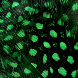 Hareline plumas de pintada ensartadas