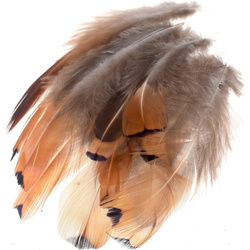 FFGene Plumas de los flancos de faisán dorado