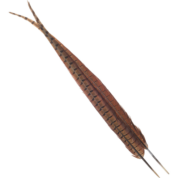 FFGene Plumas centrales de la cola de faisán