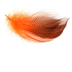 Wapsi Plumas barradas de los flancos del ánade friso