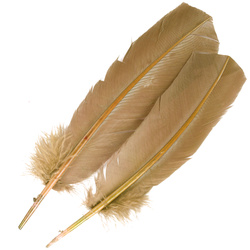 FFGene Plumas de ala de pavo