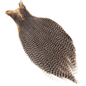 Sección superior teñida del cuello de gallo Ewing
