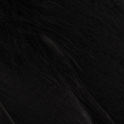 Wapsi plumas de los hombros de oca