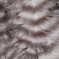 Hareline Grizzly plumas para hackle blando