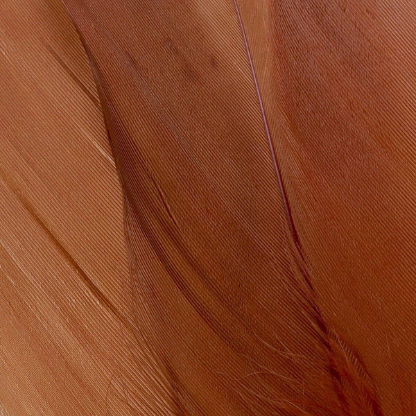 FFGene Plumas escapulares de ganso