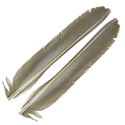 FFGene Biots de pluma de pavo