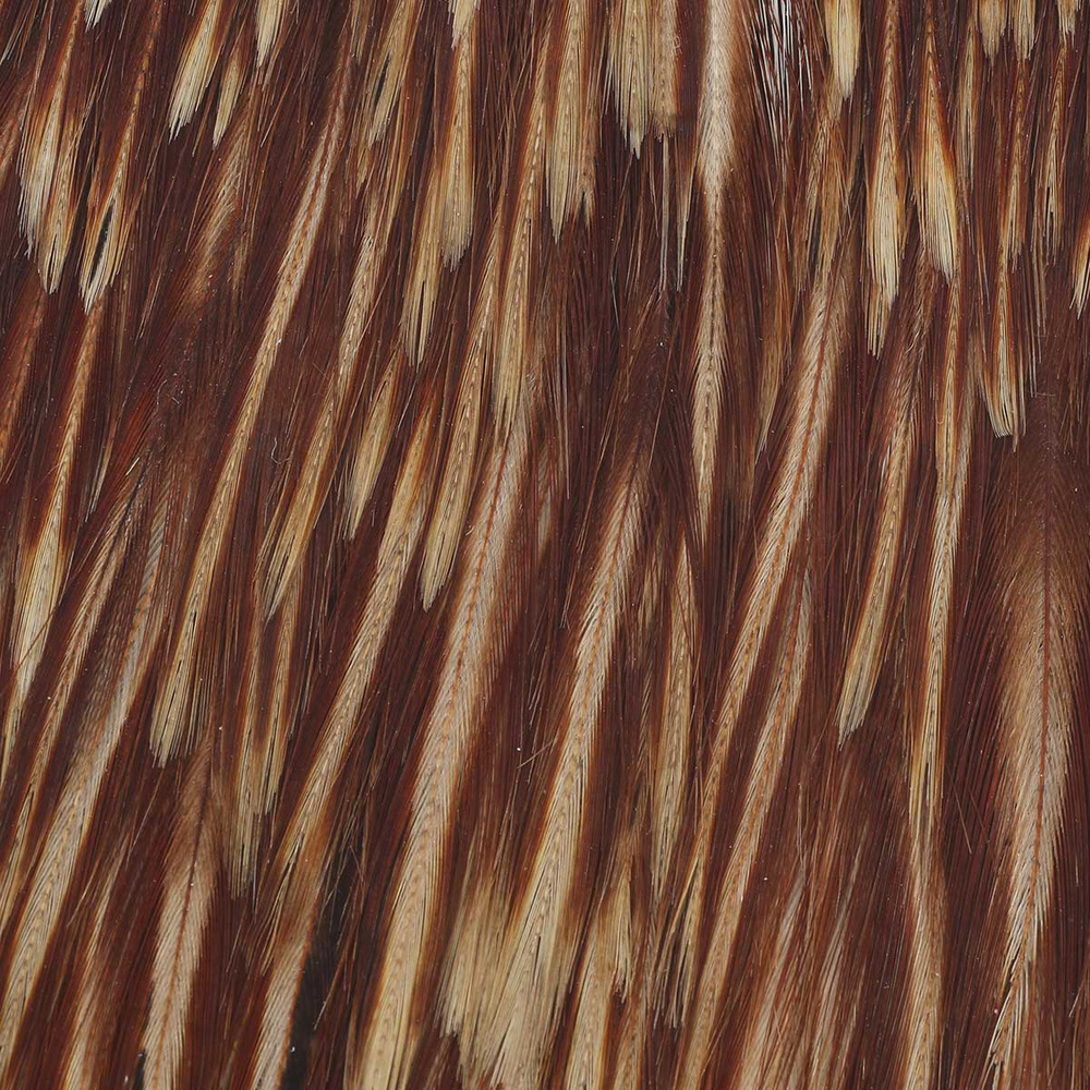 #2 - Ginger