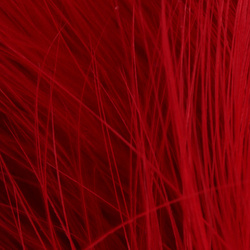 Marabú extragrande Blood Quill FFGene (12-15cm)