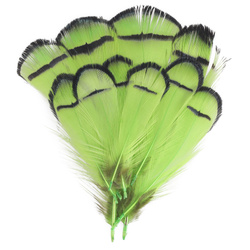 FFGene Plumas del cuello de faisán de Lady Amherst