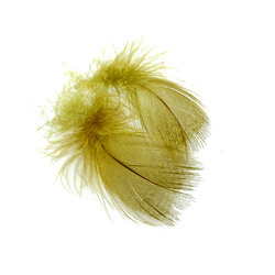 FFGene Plumas del pecho de ánade real