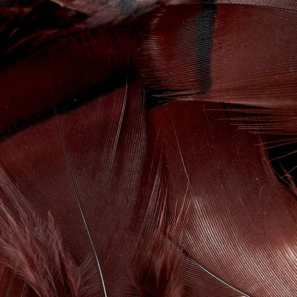 FFGene Plumas de perdiz francesa