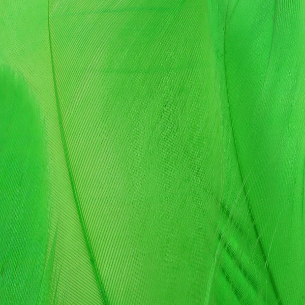 FFGene Plumas escapulares de ganso