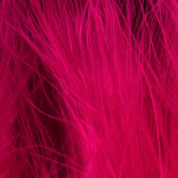 Marabú Blood Quill FFGene (10-12 cm)
