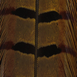 Hareline Plumas de cola de faisán de collar