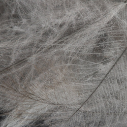 FFGene paquete Jambo de plumas CDC de oca - 1 gr