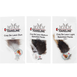 pluma Coq de Leon
