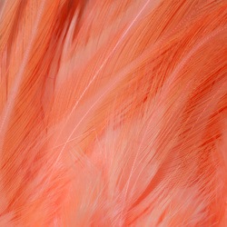 FFGene Plumas de colgadera en ristra