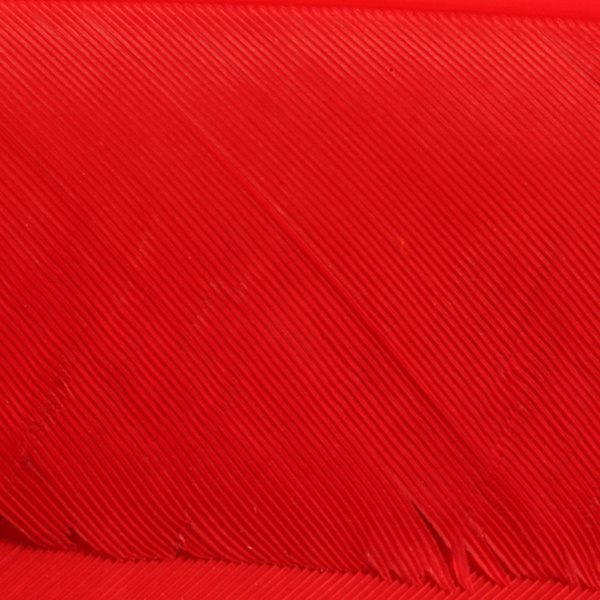 Hareline biots de pavo