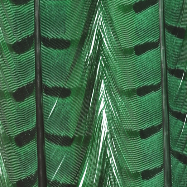 FFGene Plumas centrales de la cola de faisán