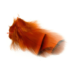 FFGene Plumas de perdiz francesa
