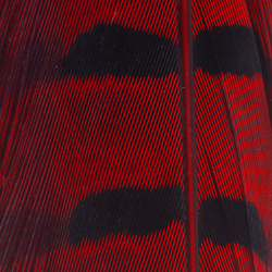 FFGene Pheasant complete tail