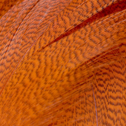 Plumas de flanco de ánade real FFGene