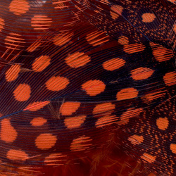 FFGene Guinea fowl feathers