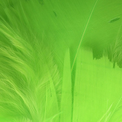 Hareline Premo plumas planas de pavo